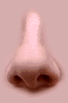 Nose